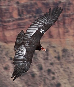 Condor Flying in the Grand Canyon